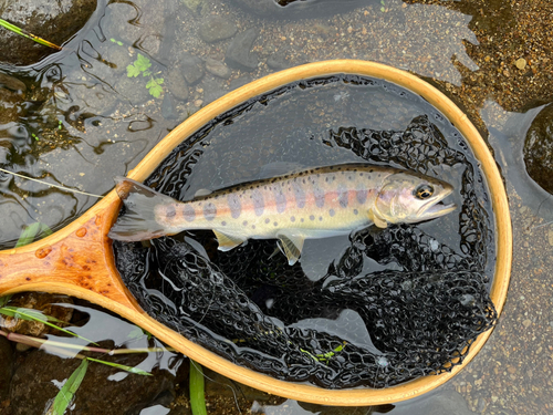 ヤマメの釣果