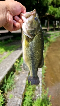 ラージマウスバスの釣果