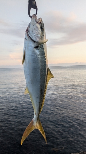 ハマチの釣果