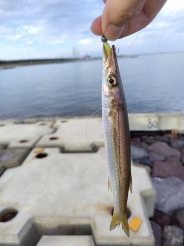 カマスの釣果