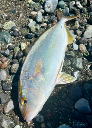 ショゴの釣果