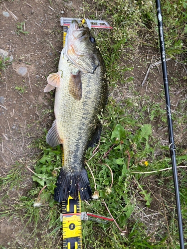 ラージマウスバスの釣果