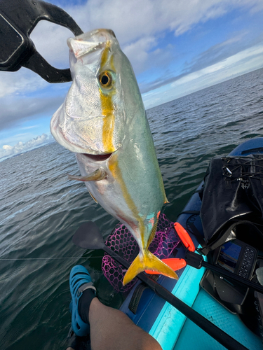 イナダの釣果