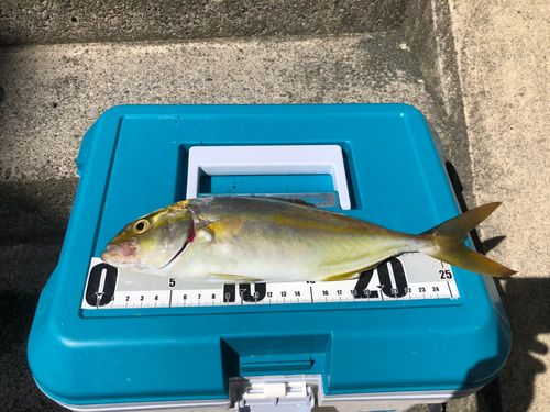 ショゴの釣果