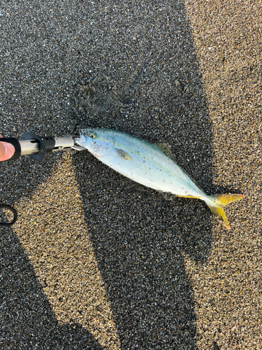 イナダの釣果