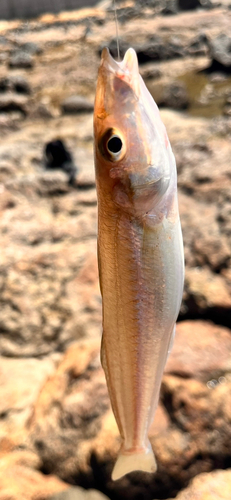 キスの釣果