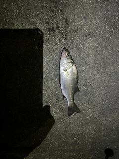 セイゴ（マルスズキ）の釣果