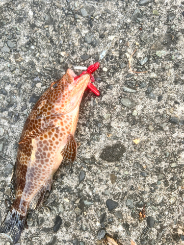 オオモンハタの釣果