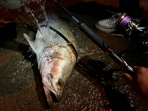 アカメの釣果