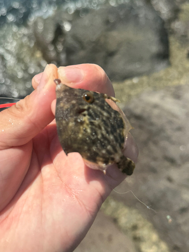 カワハギの釣果