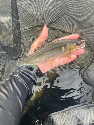 アユの釣果