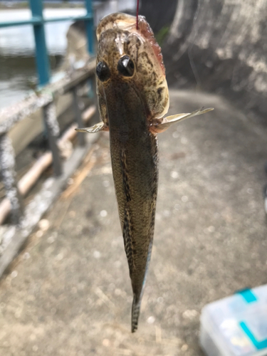 マハゼの釣果