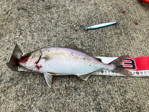 ショゴの釣果