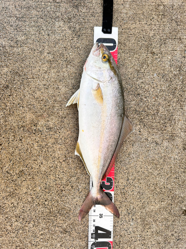 ショゴの釣果