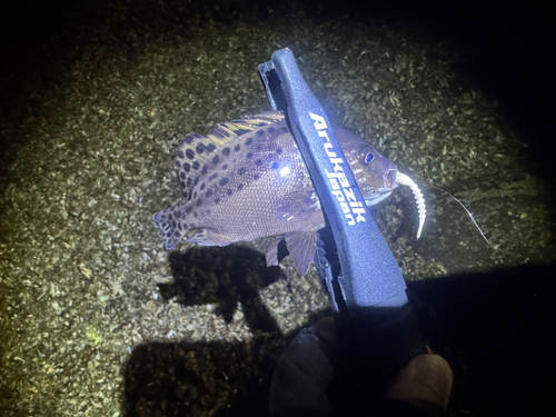 コショウダイの釣果