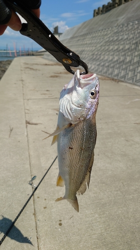 クログチの釣果