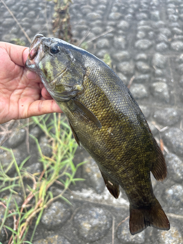 スモールマウスバスの釣果