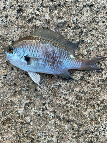 ショゴの釣果