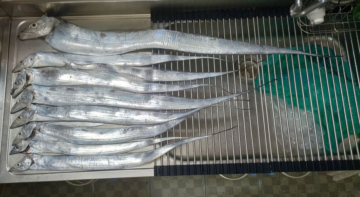Jackyさんの釣果 2枚目の画像