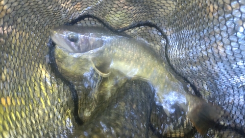 ニッコウイワナの釣果