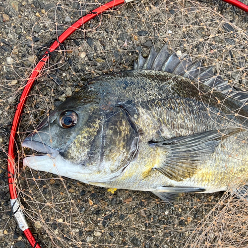 チヌの釣果