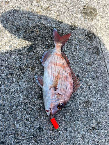 マダイの釣果