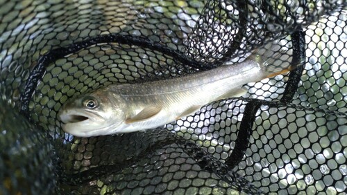 ニッコウイワナの釣果