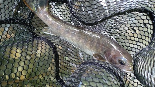 ニッコウイワナの釣果