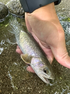 シイラの釣果