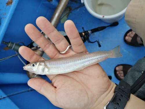 キスの釣果