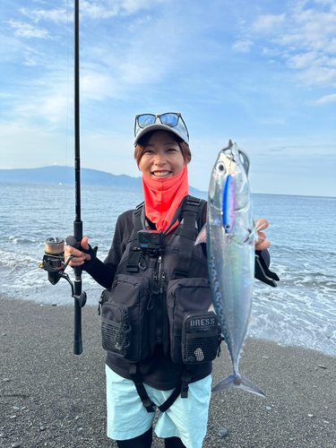 ソウダガツオの釣果