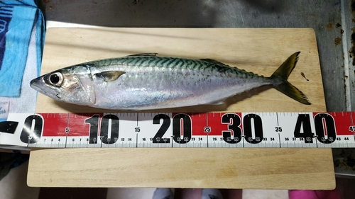 サバの釣果