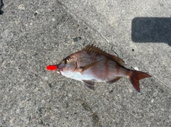 マダイの釣果