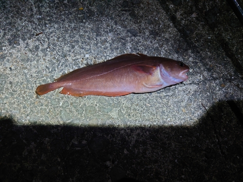 チゴダラの釣果