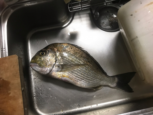 ヘダイの釣果