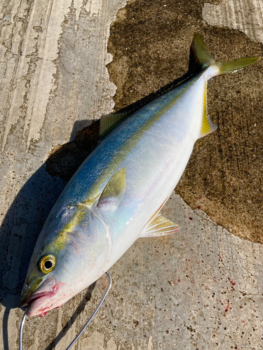 ツバスの釣果