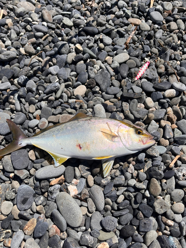 ショゴの釣果