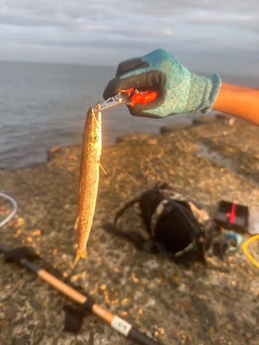 アカカマスの釣果