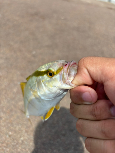 カンパチの釣果