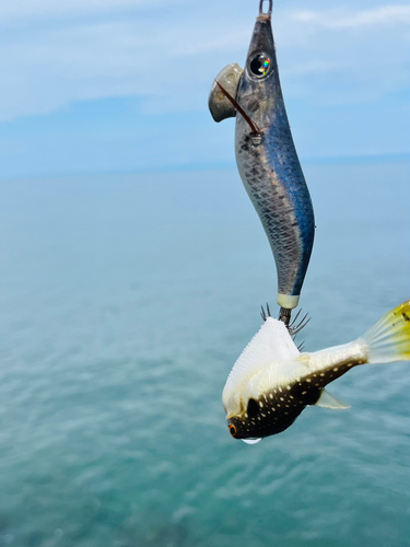 クサフグの釣果