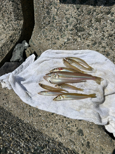 キスの釣果