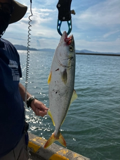 ネリゴの釣果