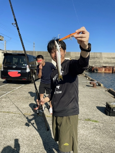 カマスの釣果