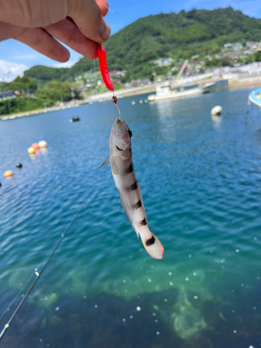 リュウグウハゼの釣果