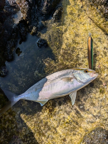 ショゴの釣果