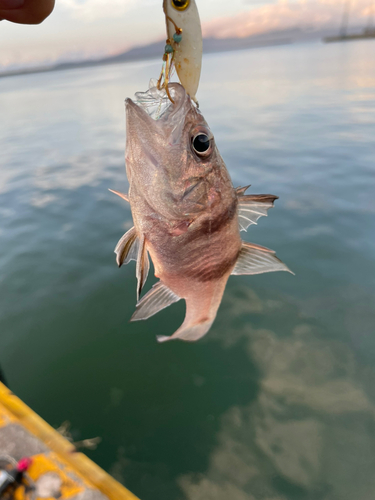 ヨコスジイシモチの釣果