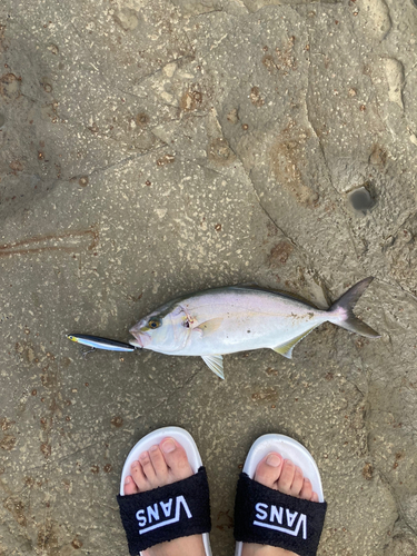 ショゴの釣果