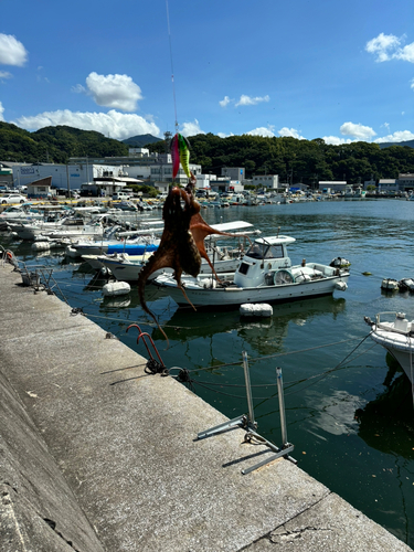 タコの釣果