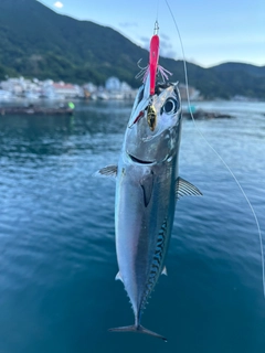 ソウダガツオの釣果