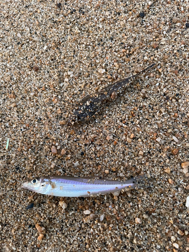 キスの釣果